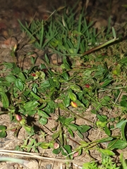 Zornia dyctiocarpa
