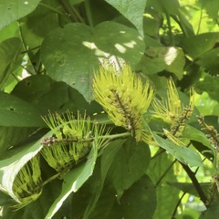 Combretum fruticosum