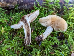 Hebeloma