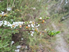 Leptospermum