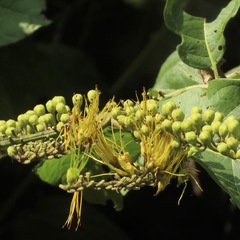 Combretum fruticosum