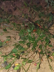 Zornia dyctiocarpa