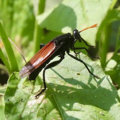 Protomydas rubidapex