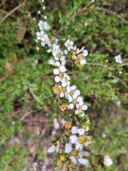 Leptospermum