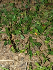 Zornia dyctiocarpa