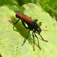 Protomydas rubidapex