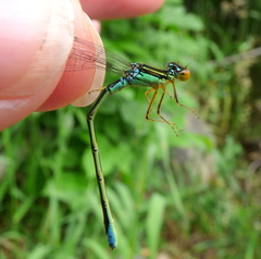 Enallagma antennatum