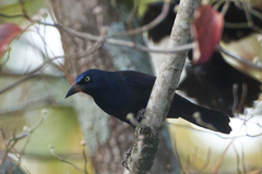 Quiscalus quiscula stonei