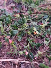 Zornia dyctiocarpa