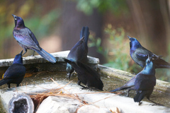 Quiscalus quiscula stonei