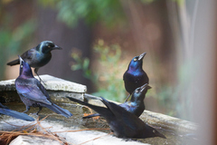 Quiscalus quiscula stonei