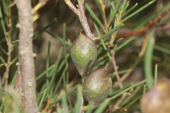 Hakea nodosa