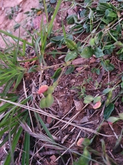 Zornia dyctiocarpa