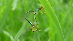 Enallagma antennatum