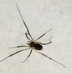 Phalangioidea