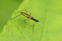 Micropeza corrigiolata