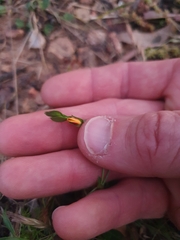 Zornia dyctiocarpa