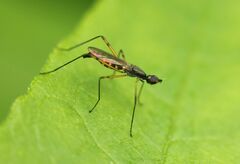 Micropeza corrigiolata