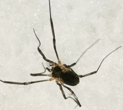 Phalangioidea