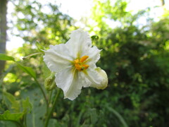 Solanum bonariense