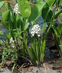 Sagittaria