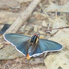 Elbella scylla
