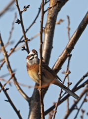 Emberiza cioides