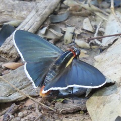 Elbella scylla