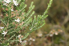 Olearia ramulosa