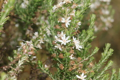 Olearia ramulosa