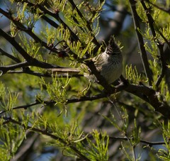 Leptasthenura aegithaloides