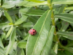 Henosepilachna kathmanduensis