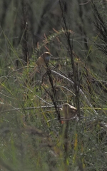 Stipiturus malachurus