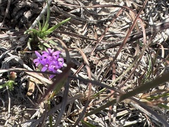 Verbena pulchella