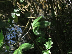 Aristolochia macroura