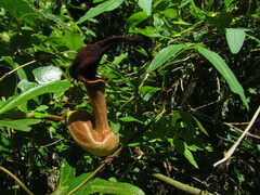 Aristolochia macroura
