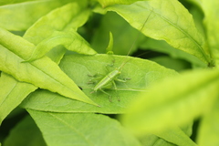 Tettigonia