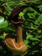 Aristolochia macroura