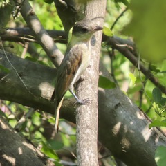 Pachyramphus aglaiae