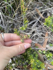 Pseudanthus orientalis