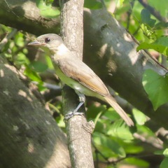 Pachyramphus aglaiae