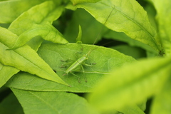 Tettigonia