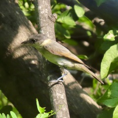 Pachyramphus aglaiae