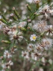 Symphyotrichum dumosum