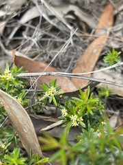 Pseudanthus orientalis