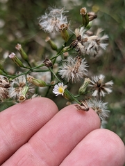 Symphyotrichum dumosum