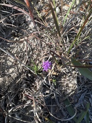 Verbena pulchella