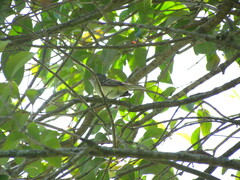 Elaenia