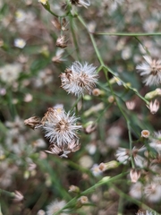 Symphyotrichum dumosum