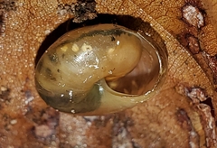 Gastrodontidae